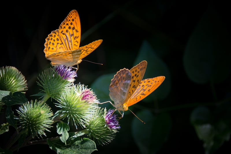 Butterfly Effect Solutions